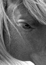 Marylaine R. Avatar